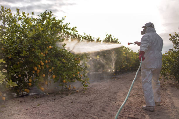 Reliable Inglis, FL Pest Control Solutions