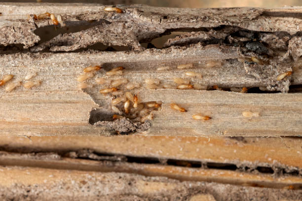 Flea Control Services in Inglis, FL